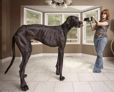 زيوس أطول كلب فى العالم  