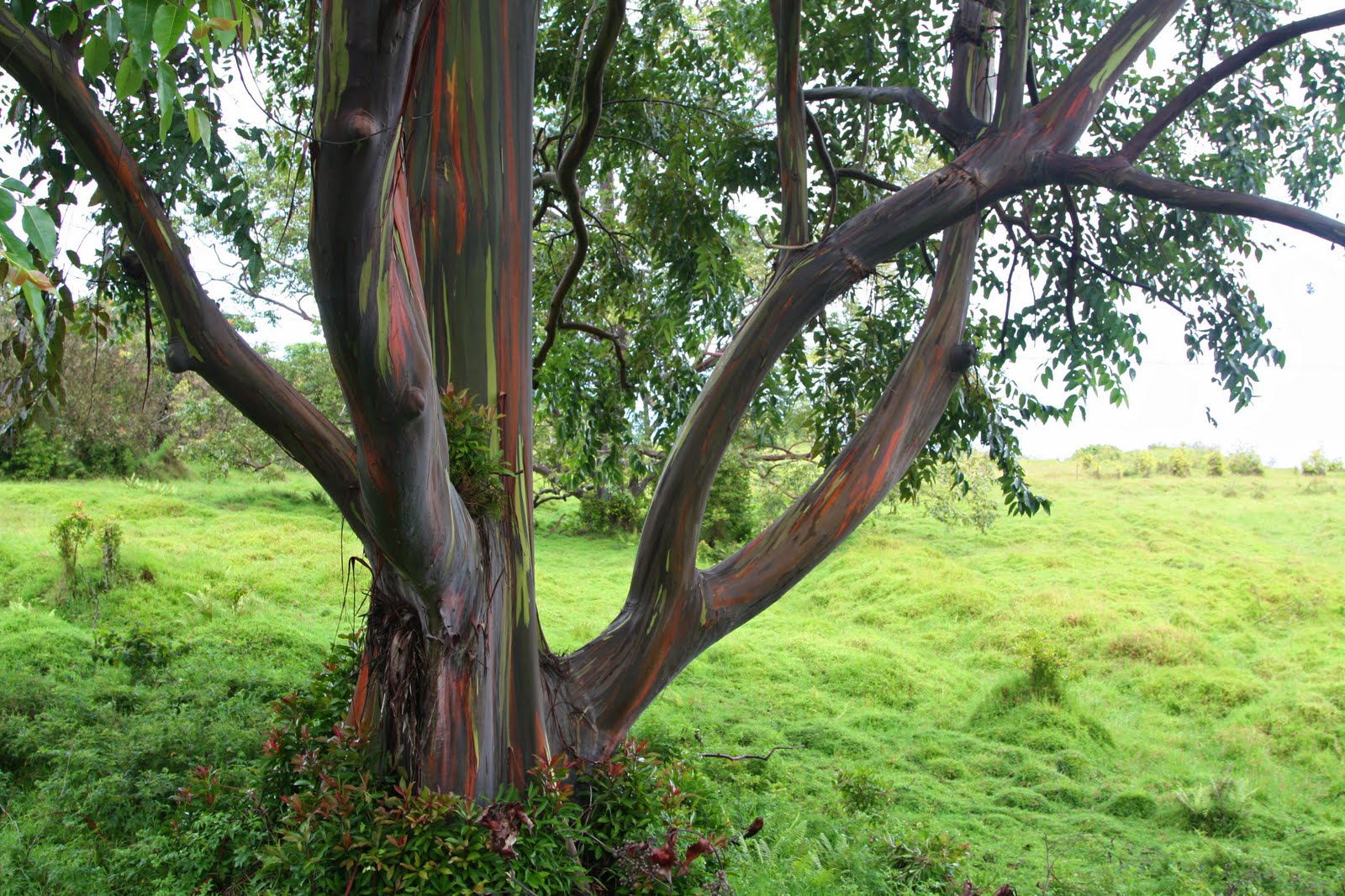 Червонное дерево. Эвкалипт камедные деревья. Эвкалипт deglupta. Камедные деревья в Австралии. Австралийский эвкалипт дерево.