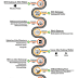 BitConnect Coin Roadmap