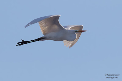 Nagy kócsag - Great Egret - Silberreiher - Egretta alba