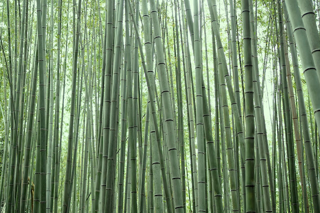 must visit place in kyoto must visit place in kyoto