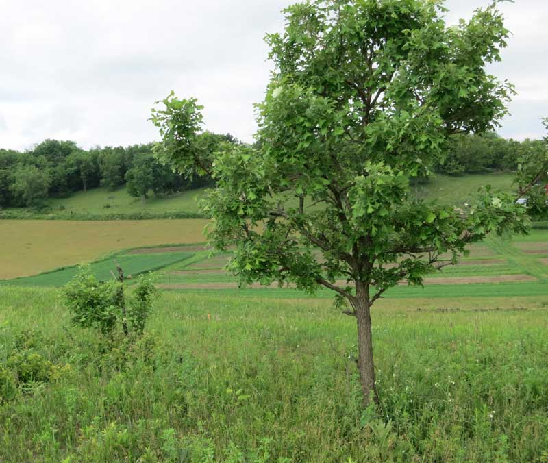 Tom's Blog Bur oaks at Black Earth Rettenmund Prairie