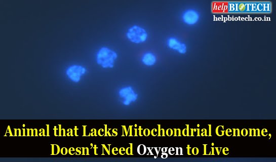 Animal that Lacks Mitochondrial Genome, Doesn’t Need Oxygen to Live