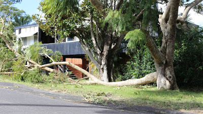 Arborist Port stephens Arborist-Port-stephens