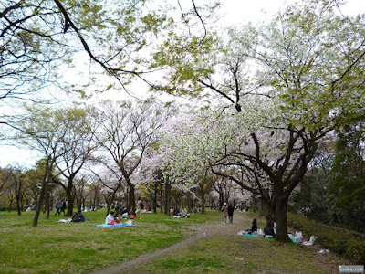 染井吉野 染井吉野
