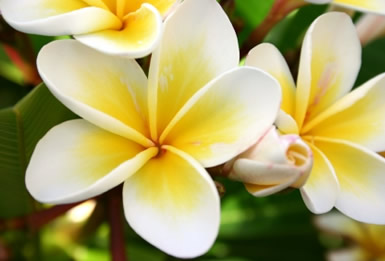 Tropical Flowers Wallpapers Tropical Flowers Wallpapers