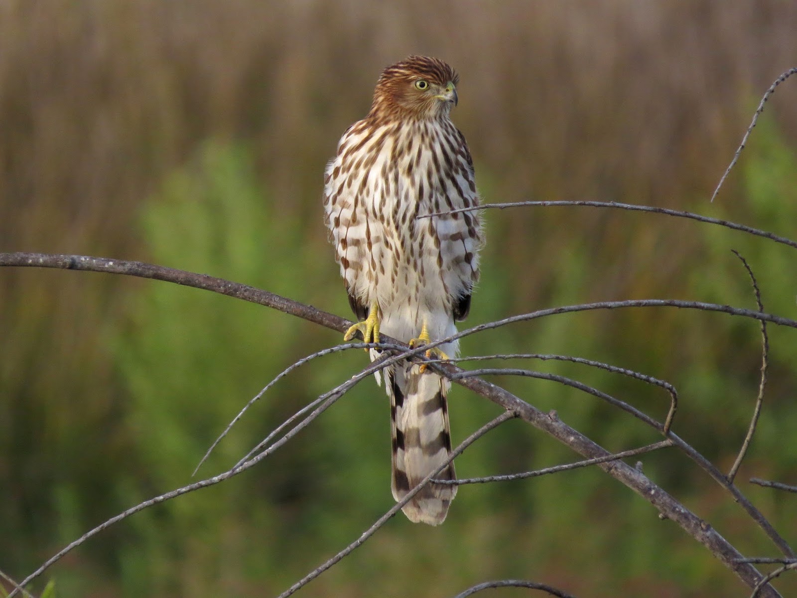 Silver Parrot: Wild Bird Wednesday - Cooper's Hawk