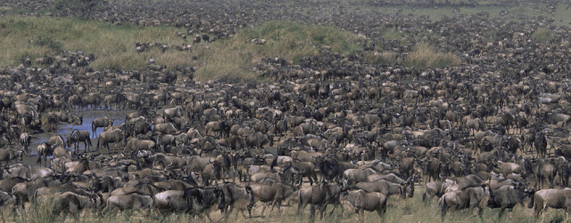 wildebeest migration safaris masai mara