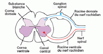 anatomie système nerveux infirmier substance moelle épinière