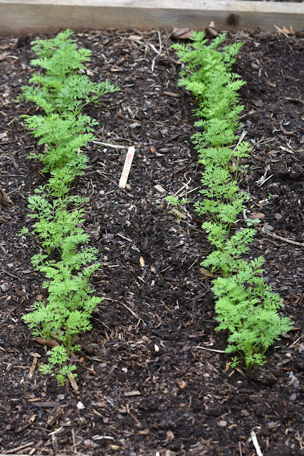 Growing carrots- seedlings- one month old