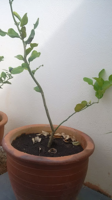 Green small lime, Lime Tree (Pokok Limau Purut), Curry, Cosmos caudatus (Ulam Raja), Ulam, Salad, Green bean, Chilli, Lemon grass (Serai), Vietnamese mint (Daun kesom), Peppermint (Pudina), Thai Basil (Daun kemangi), Chinese broccoli (Kailan). herbs