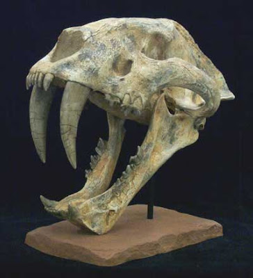 Machairodus skull