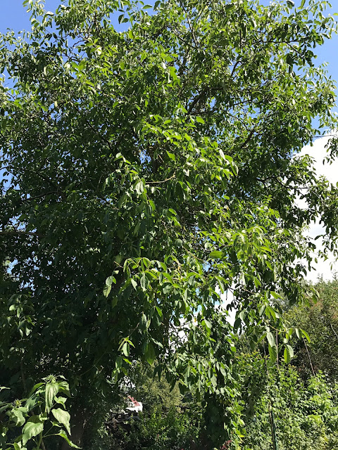 der andere Walnußbaum ist grüner und dichter belaubt (c) by Joachim Wenk der andere Walnußbaum ist grüner und dichter belaubt (c) by Joachim Wenk