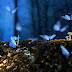How the Ancient Butterflies Existed Before Flowers?!!