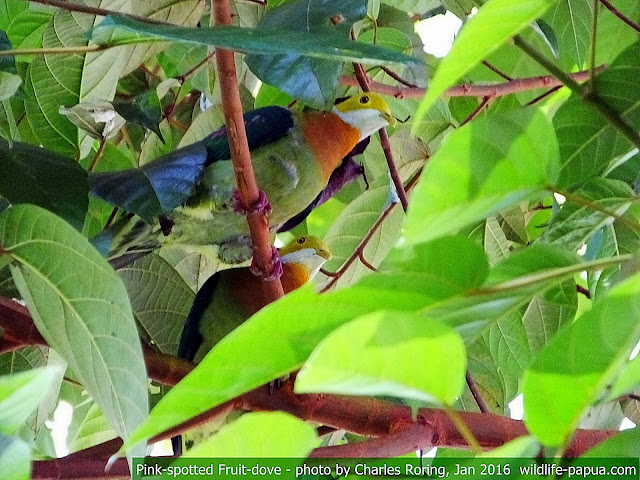 Rainforest birds in Indonesia