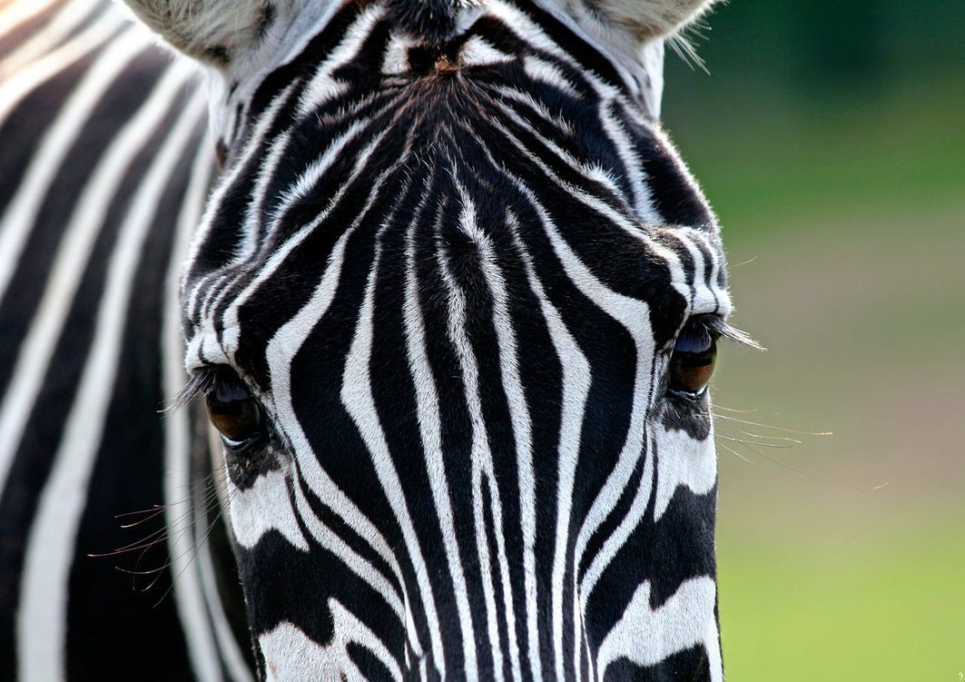 Cute Zebra Wallpapers 4
