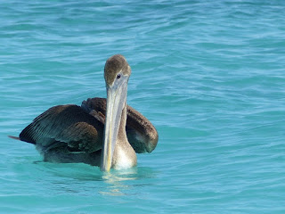 Pelecanus occidentalis - Pélican brun Pelecanus occidentalis - Pélican brun