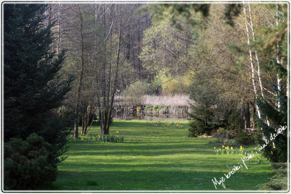 Wiosna w ogrodzie. Spring in my garden.