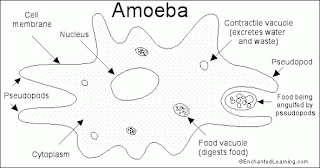 Artsy Math Teacher: Identifying Protists for 7th grade Life Science