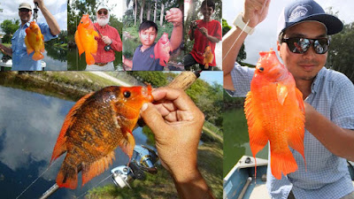 ikan red devil yang berhasil dipancing
