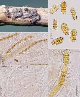 Cucurbitaria rhamni
