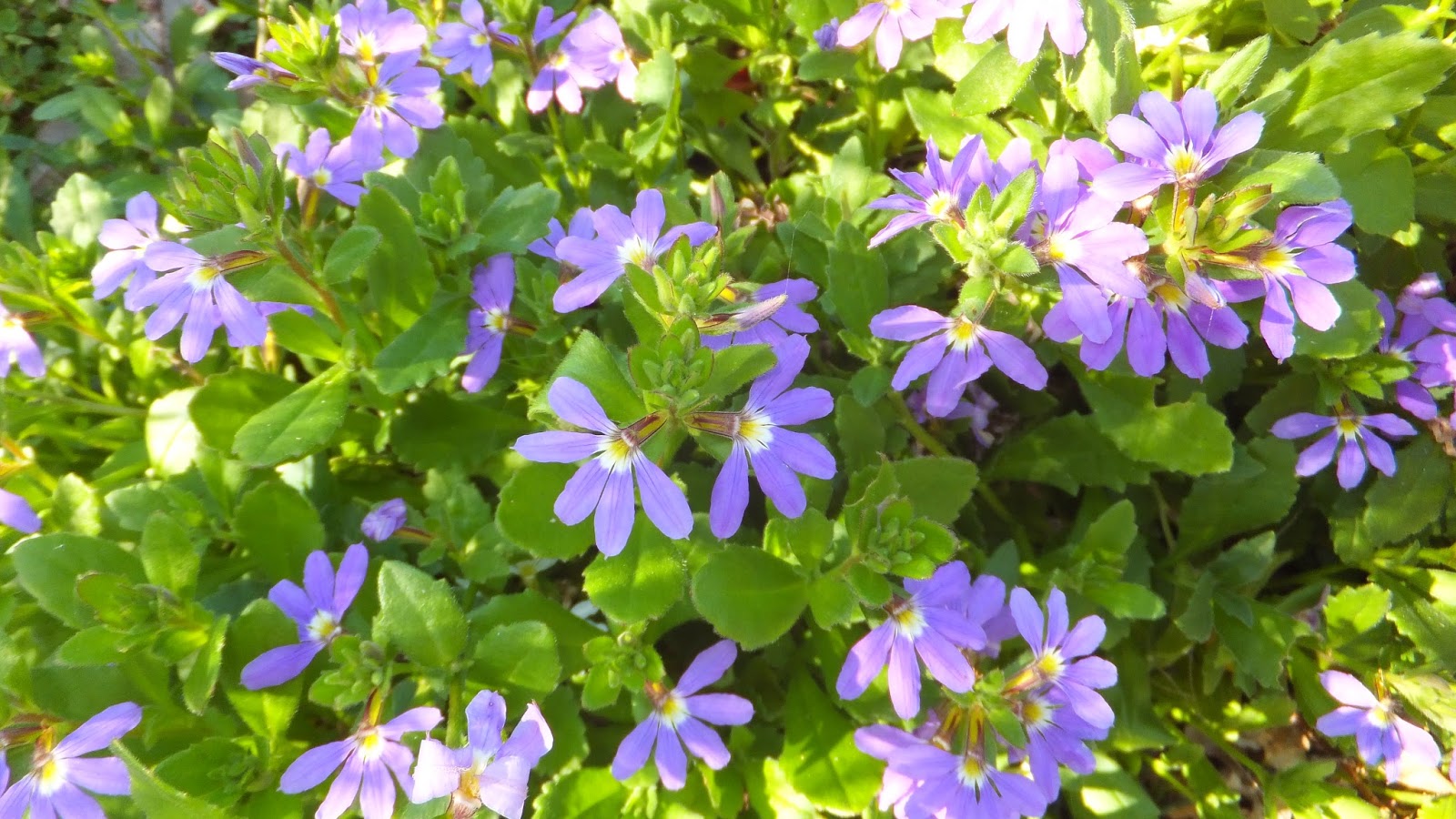 Buttercup Bush Images Stock Photos Vectors Shutterstock
