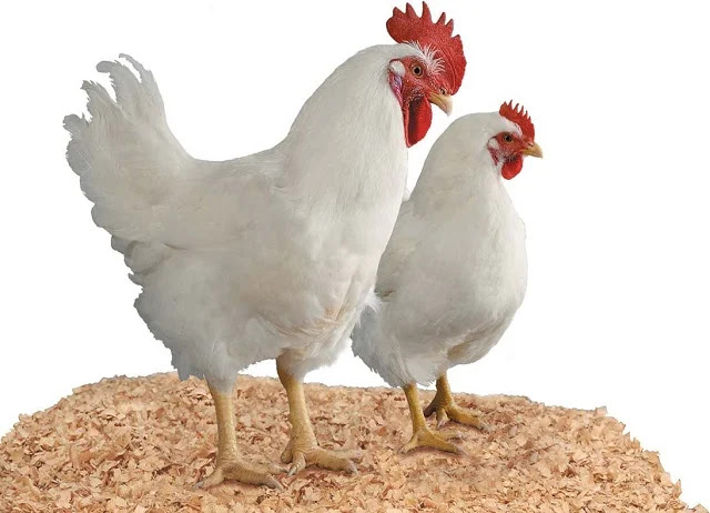  Apakah anda sedang mencari informasi Berapa  HARGA AYAM BROILER HARI INI MEI 2019