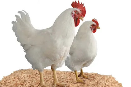 Harga Ayam Broiler Hari Ini Mei 2019