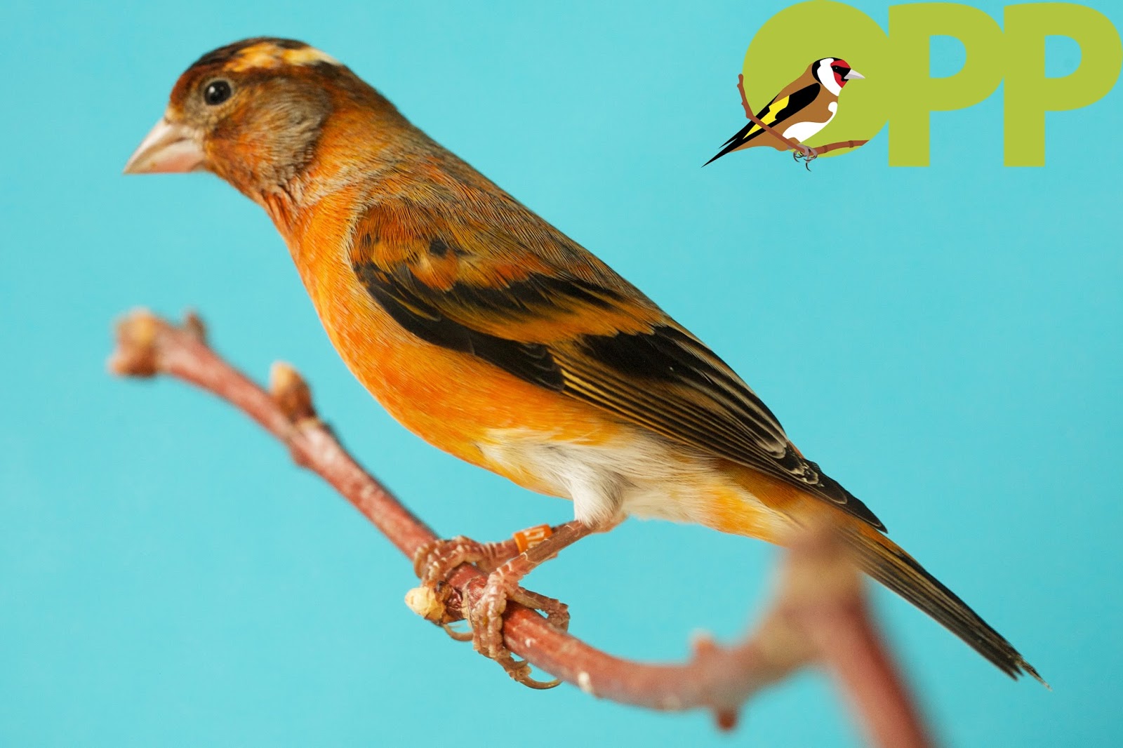 BRUN MOSAIQUE ROUGE PORTEUR PHAEO MALE 2014 canari&amp;co