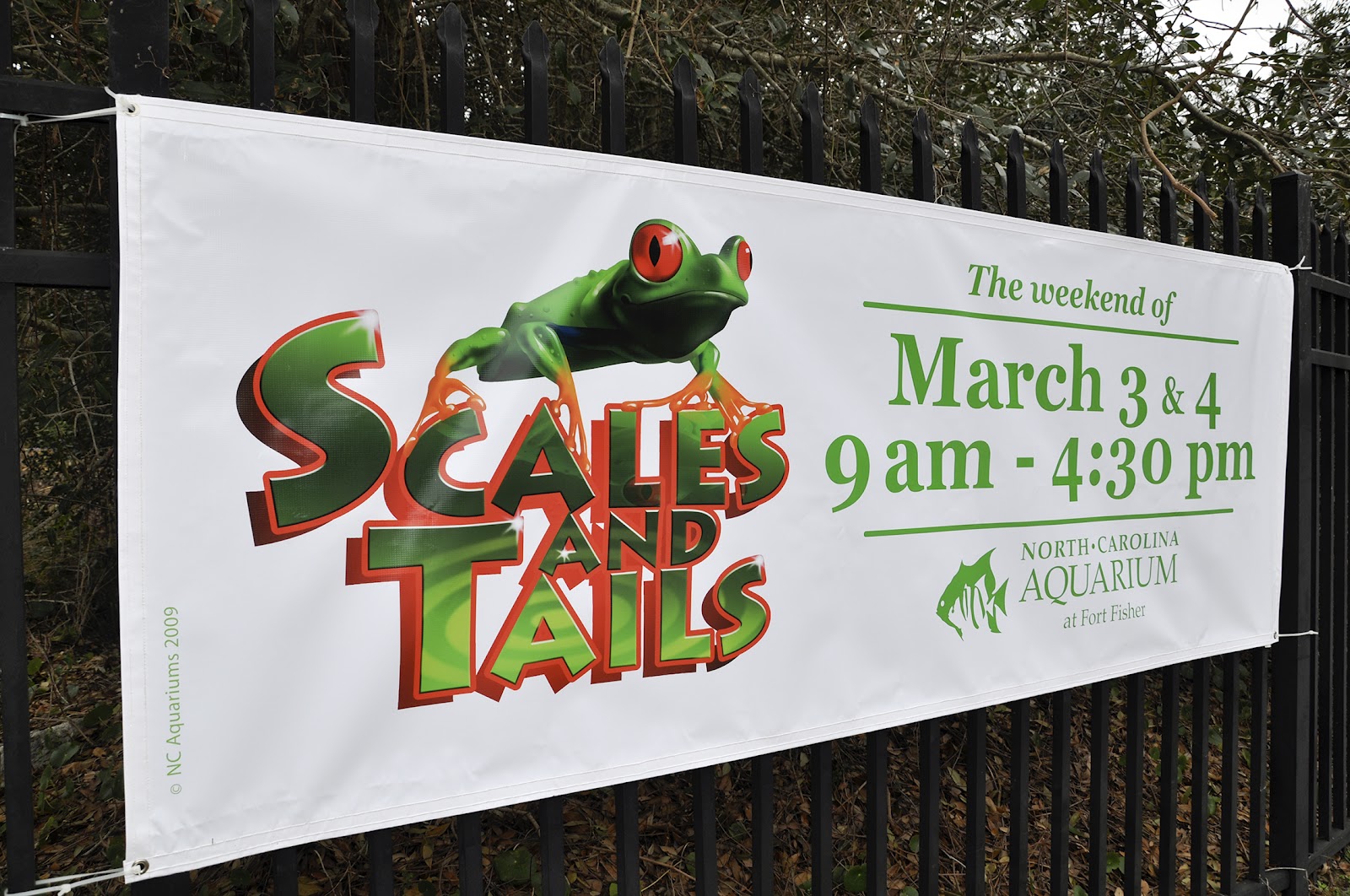 William Goodson Scales and Tails is Here!