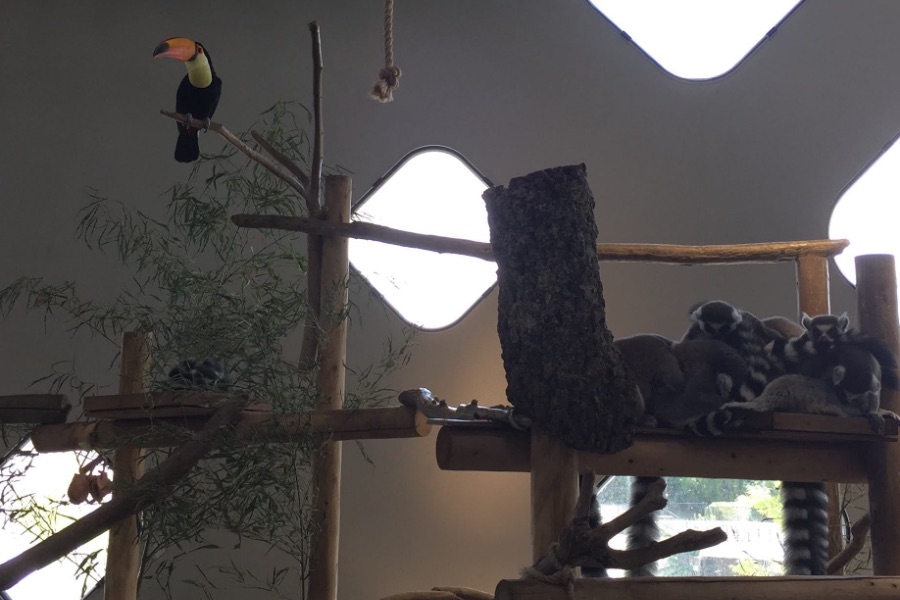 ニフレル鳥放し飼い