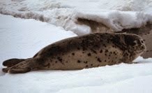 Spotted seal