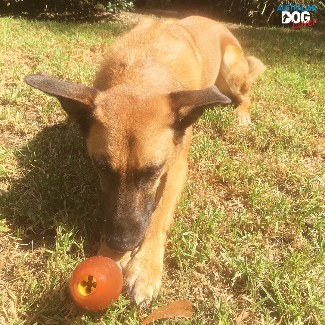 Starmark Interactive Play Dog Toys Review Australian Dog Lover