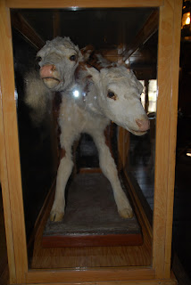 Shine Like Stars: Mom & Son Road Trip