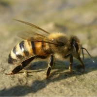 More free to use bee images