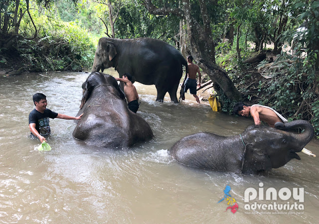 Elephant Pride Sanctuary Day Care in Chiang Mai