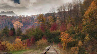 railway track, tress, forest ,mobile wallpaper