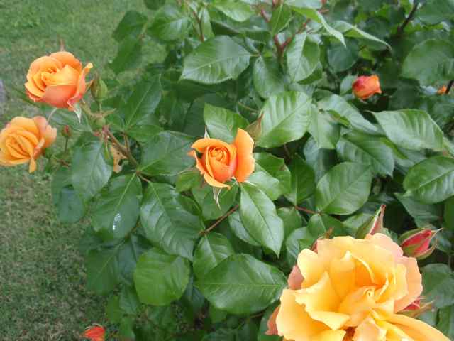Stopping to smell the roses - Carol Bodensteiner, author