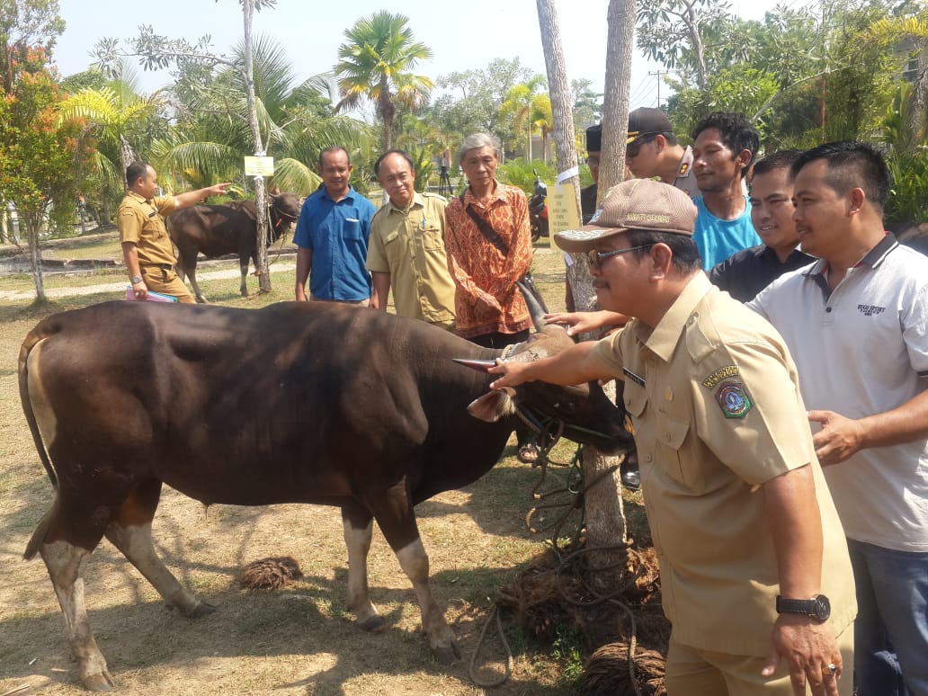 Jelang Idul Adha, Rupinus Serahkan 9 Ekor Sapi Untuk Kurban Jelang Idul Adha, Rupinus Serahkan 9 Ekor Sapi Untuk Kurban
