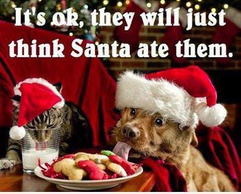 Image result for funny christmas quotes