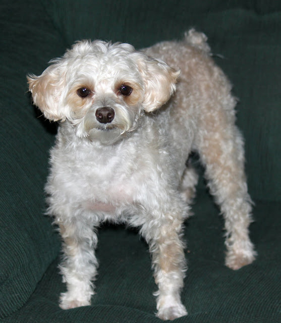 Mandala Gardens Mandala Garden Dog Grooming (101)