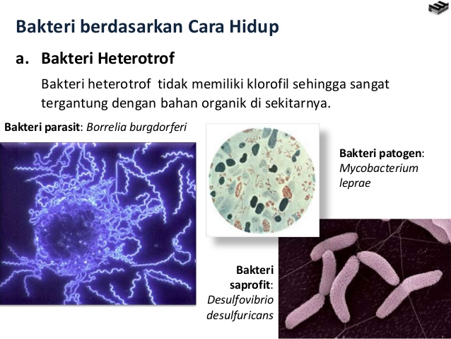 Pengertian Jenis Bakteri Autotrof dan Bakteri Heterotrof Beserta Contohnya  Dan Penjelasannya