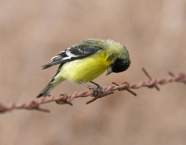 Lesser Goldfinch Lesser Goldfinch