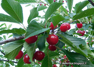 Amarena del frutteto nel giardino della fattoria didattica dell ortica a Savigno Valsamoggia Bologna vicino Zocca nell appennino