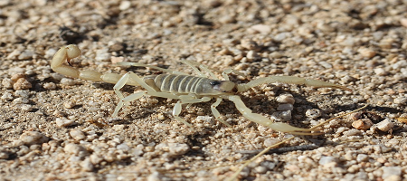 Escorpión