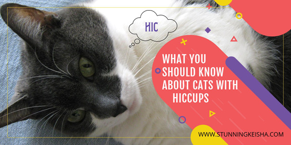 What You Should Know When Your Cat Gets Hiccups