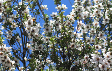 白く花咲く「マヌカの森」
