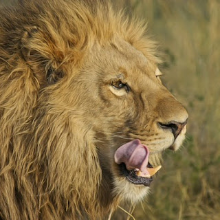 Lion licking lips