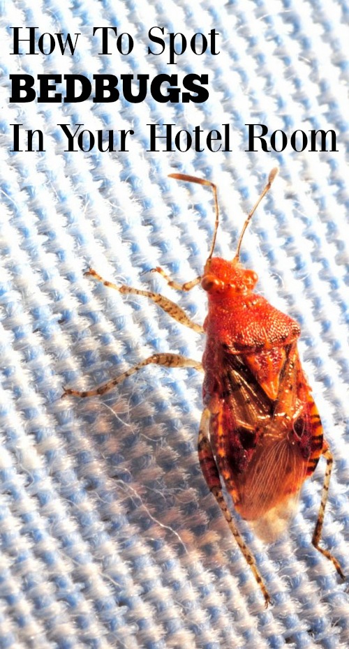 Corinna B's World How To Spot Bedbugs In Your Hotel Room