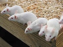 白ネズミが誕生する理由？